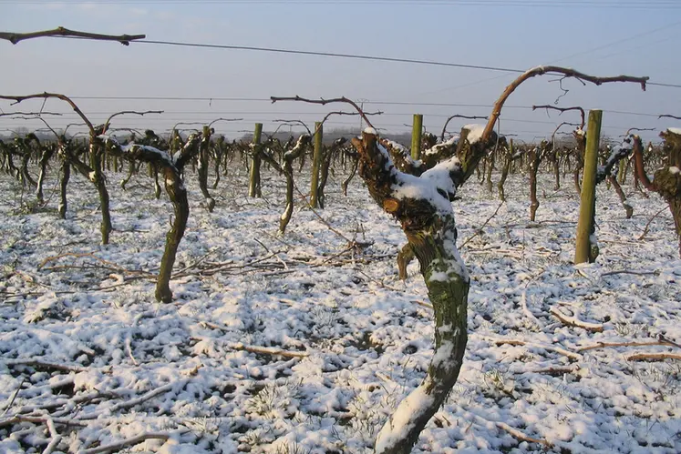 <em class="placeholder">Vignes en hiver</em>