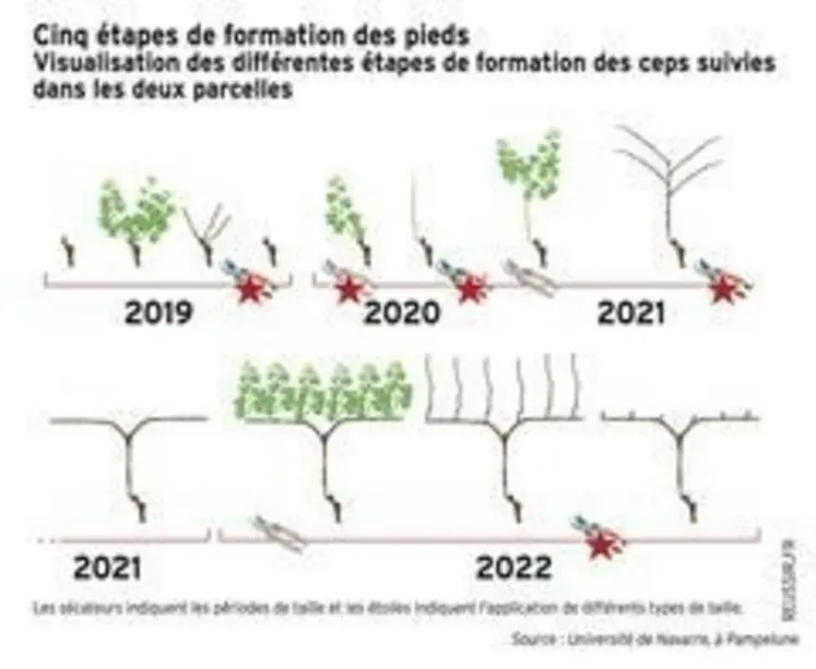 <em class="placeholder">Graphique de formation des ceps</em>