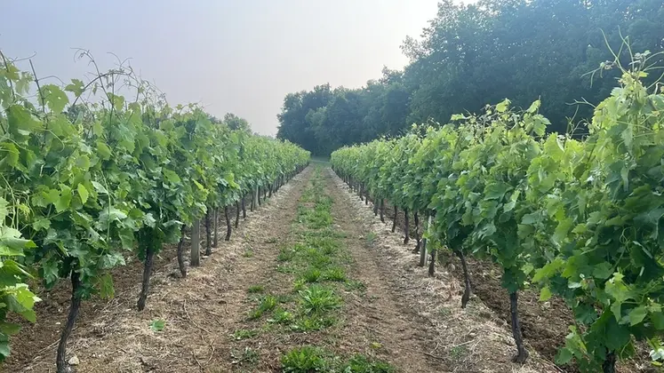 <em class="placeholder">Vigne tondue</em>