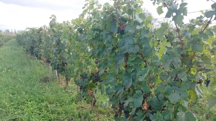 <em class="placeholder">Parcelle de pinot kors à Chassagne Montrachet</em>