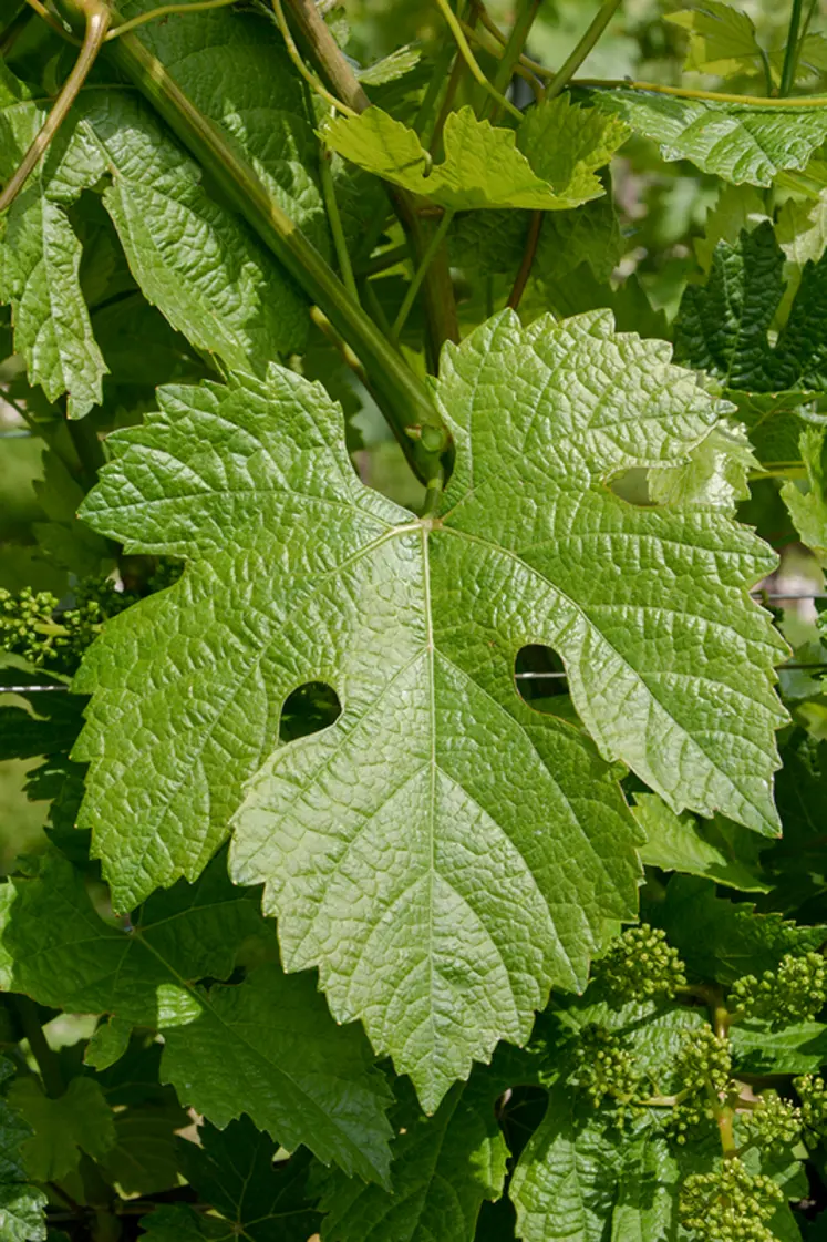 <em class="placeholder">Feuille de pinot kors</em>