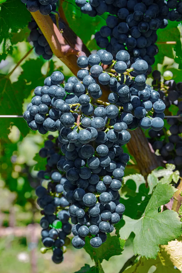 <em class="placeholder">Grappe de pinot kors</em>