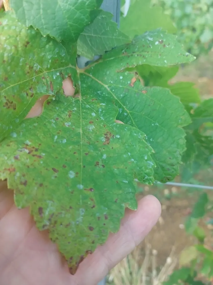 <em class="placeholder">Feuille de pinot kors sur la parcelle des Vignobles Picard le 10/09/2025</em>