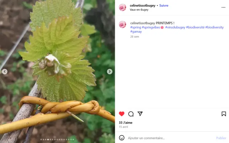 <em class="placeholder">Capture d'écran de lien en osier sur Instagram</em>