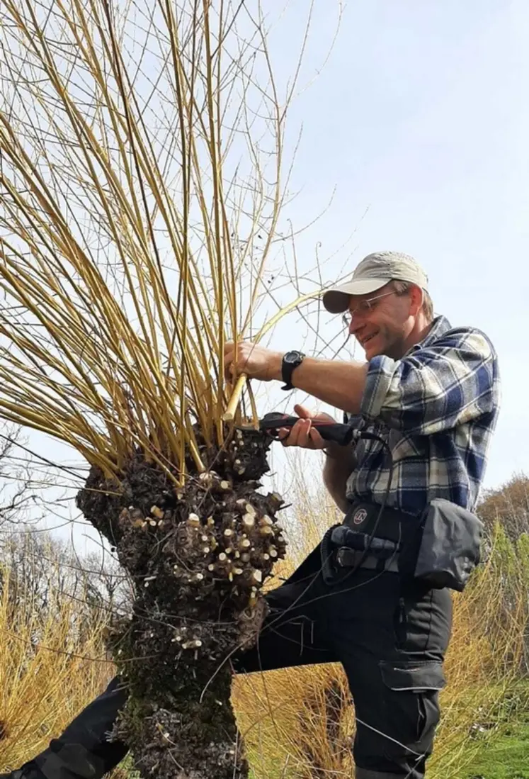 <em class="placeholder">Vigneron en train de tailler un saule pour faire des liens en osier</em>