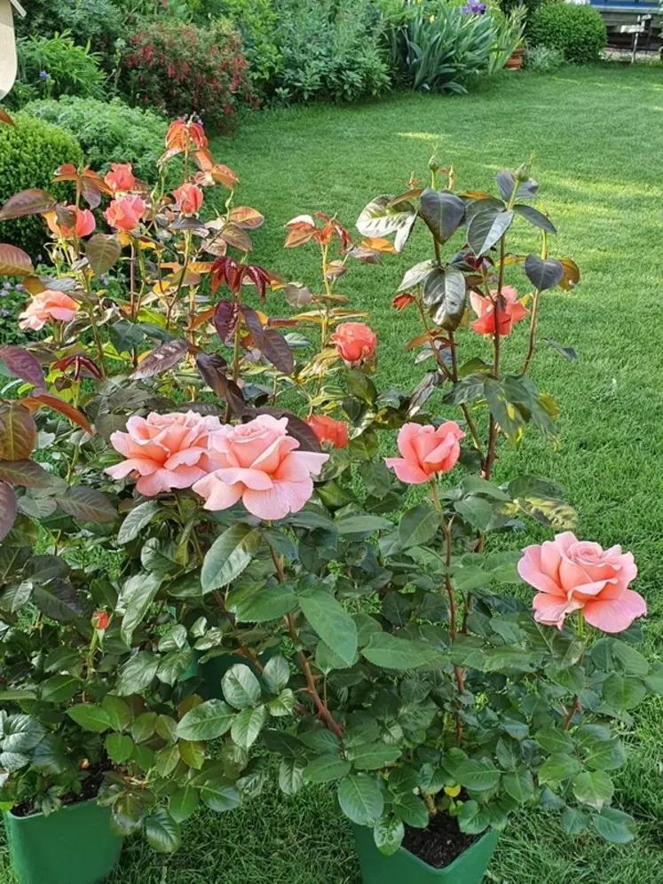 <em class="placeholder">rose parfum de Loire</em>