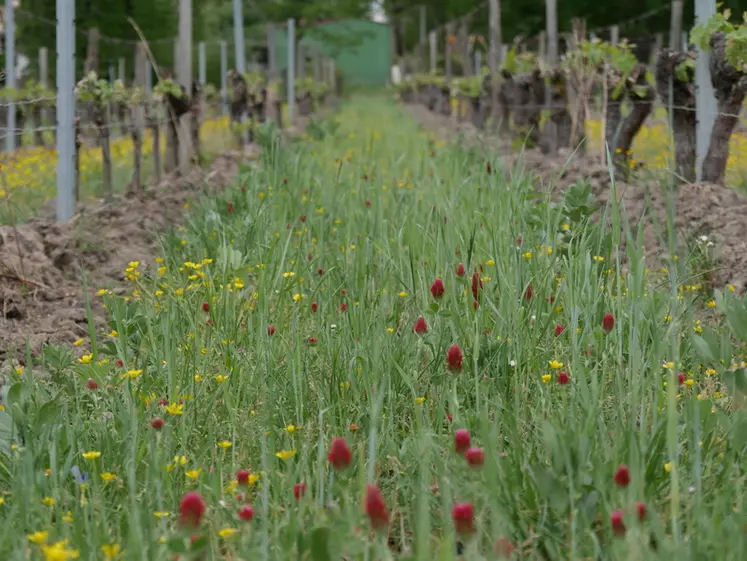 <em class="placeholder">Interrang de vigne couvert avec des engrais verts en fleur (trèfle incarnat au premier plan)</em>