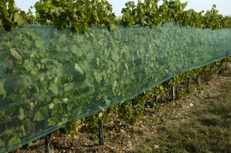 filet paragrêle dans une vigne en Beaujolais