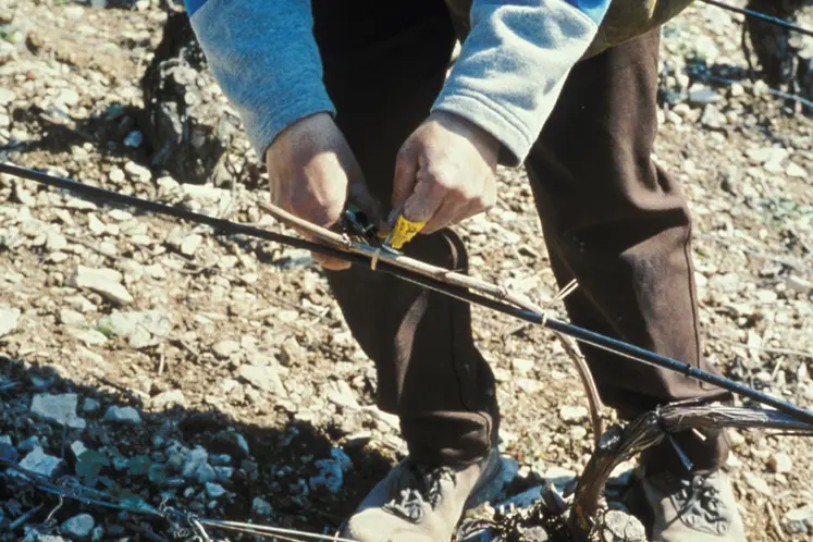 <em class="placeholder">Vigne / lutte anti-gel / mise en oeuvre des câbles électriques chauffants</em>