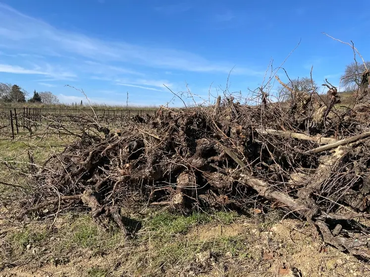 <em class="placeholder">Tas de souches sur une parcelle de vignes qui a été arrachée.</em>