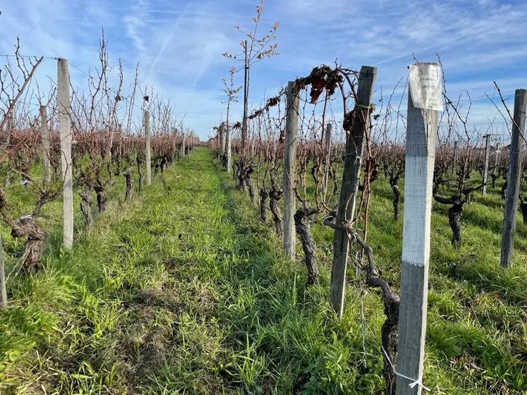 <em class="placeholder">Arbres dans les vignes de la SCEA Les Joualles de Cormeil-Figeac, château Cormeil-Figeac, 33330 Saint-Emilion, gironde, en décembre 2025. Piquet peint en blanc en début de ...</em>