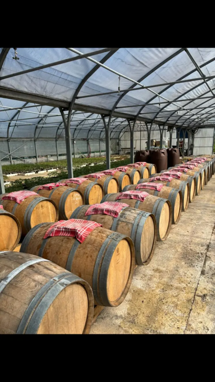 <em class="placeholder">barriques de vinaigre dans une serre à Cadillac en Gironde</em>