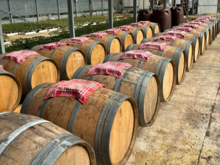 <em class="placeholder">barriques de vinaigre dans une serre à Cadillac en Gironde</em>