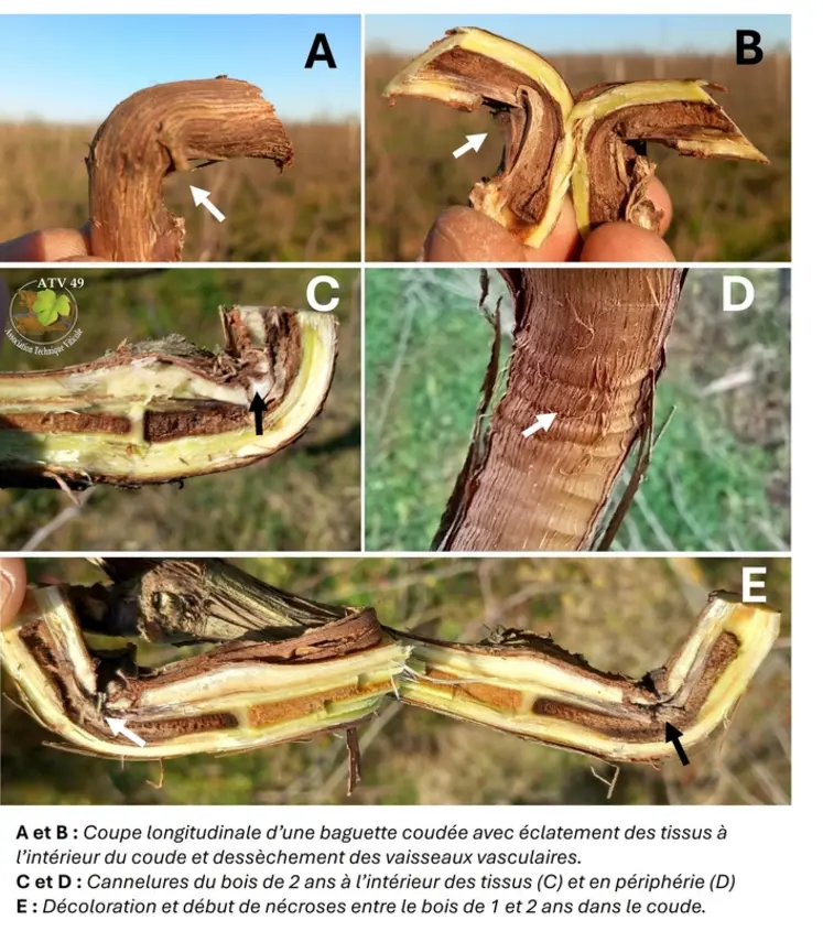 <em class="placeholder">Coupes de sarments</em>