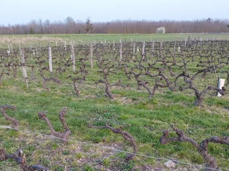 <em class="placeholder">Le programme de protection doit tenir compte de la pression black-rot sur les gamays. </em>