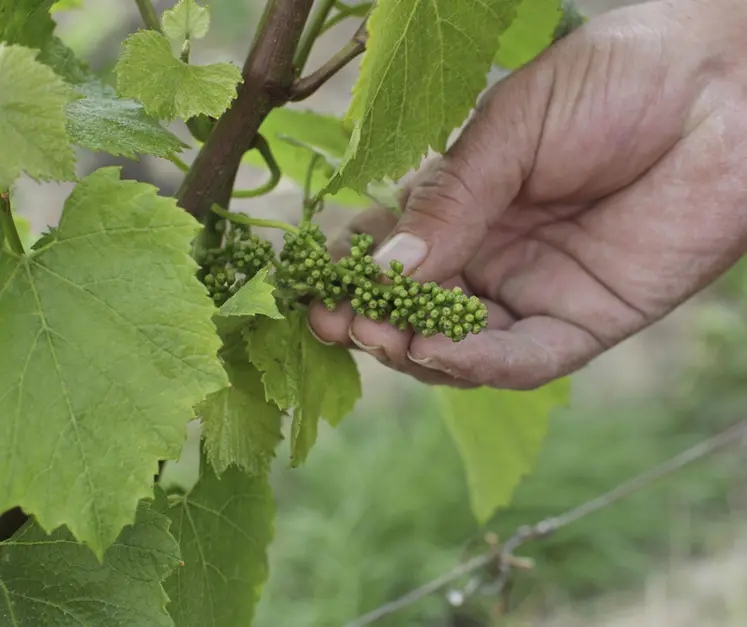 <em class="placeholder">vigne au stade fermeture des capuchons</em>