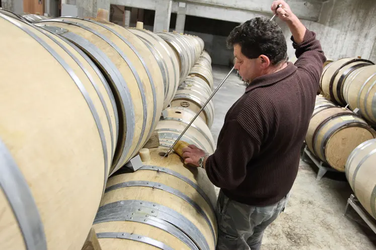 <em class="placeholder">oenologie. oenologie. vinification. salarié d'une exploitation viticole effectuant le remuage des lies de vin avec un remueur en inox.  élevage des vins en fût de chêne. ...</em>