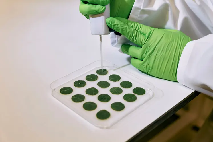 <em class="placeholder">expérimentation de produits sur disques foliaires de vigne en laboratoire</em>