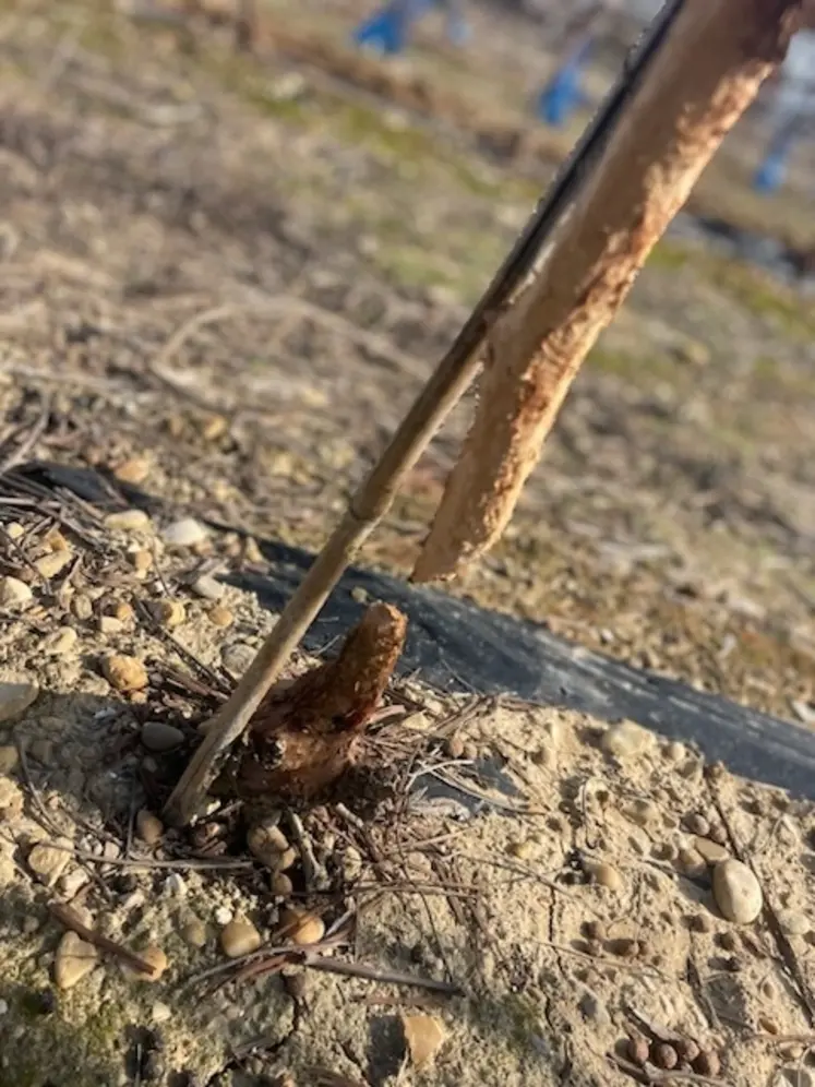 <em class="placeholder">pied de vigne rongé et sectionné par des lapins</em>