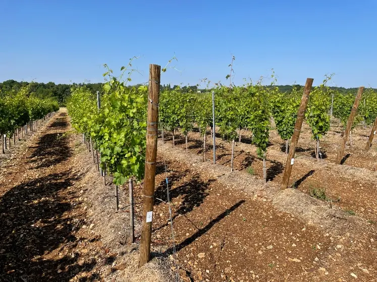 <em class="placeholder">Parcelle expérimentale au Conservatoire du vignoble charentais
variétés résistantes aux maladies cryptogamiques, et adaptées au changement climatique</em>