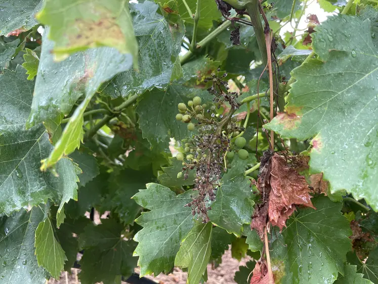 Mildiou sur vigne
