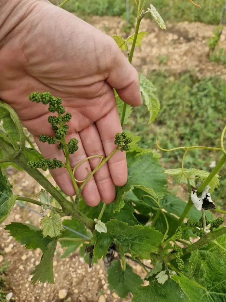 <em class="placeholder">Filage d'une grappe de raisin</em>