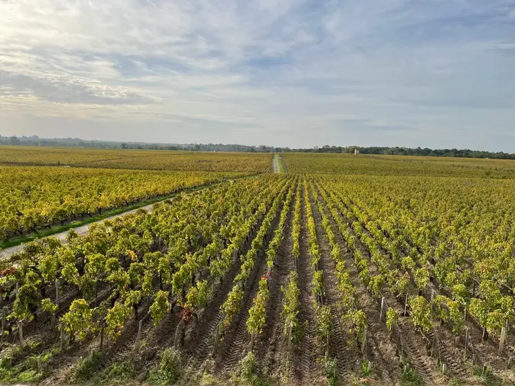 <em class="placeholder">Château Pontet-Canet, à Pauillac, en Gironde, en octobre 2022. Médoc, bordeaux, bordelais, grand cru classé, biodynamie, paysage vigne, paysage viticole, vigne médoc</em>
