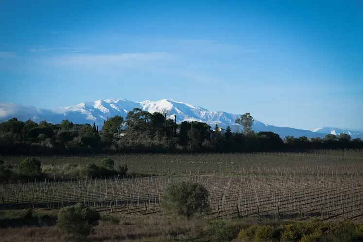 Vignoble des Pyrénées-Orientales