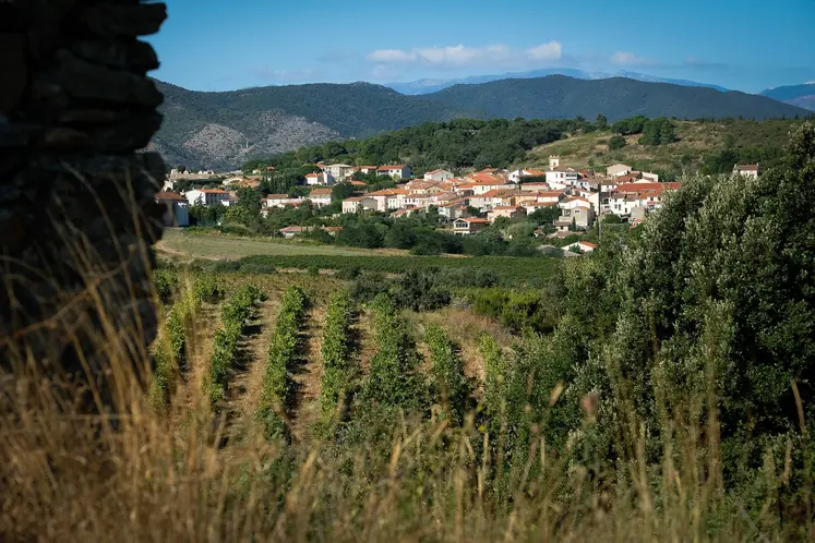 Vignoble des Pyrénées-Orientales.