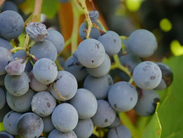 Botrytis sur grappe de raisin.