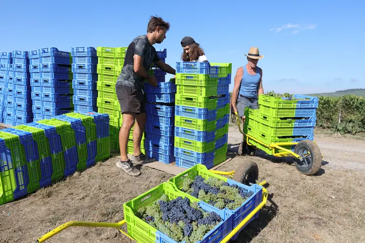 <em class="placeholder">Vendanges en Champagne avec des petites caisses de 15 kg. Les raisins sont ainsi moins ecrases et cela limite egalement l oxydation des jus, mais augmente les manipulations ...</em>