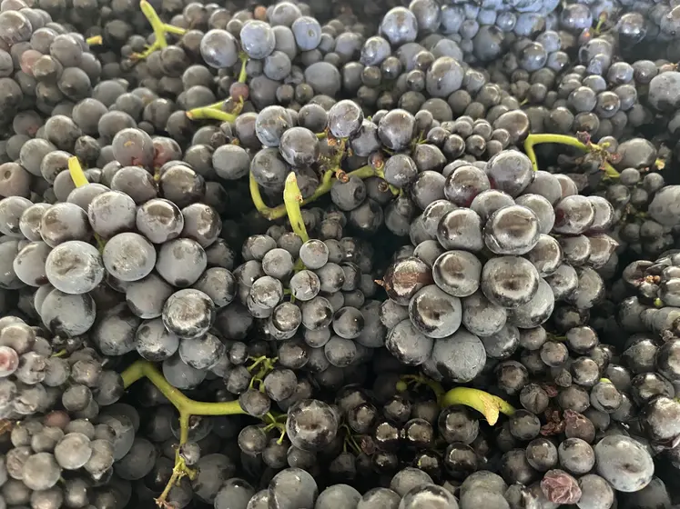 Grappes de raisin vendangées.