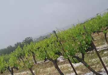Grêle sur des vignes à Souvignargues (30) 