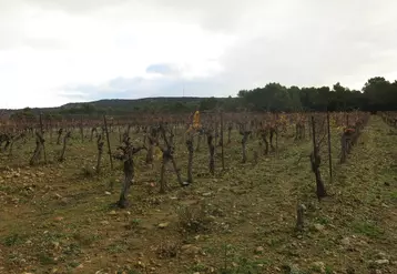 vignes en Languedoc