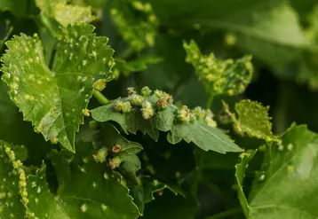On observe une recrudescence de la forme gallicole du phylloxera sur Vitis vinifera en Europe.