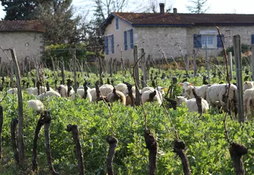 Le Château Pré vert, à Razac-De-Saussignac en Dordogne, collabore avec un ami éleveur et laisse pâturer 100 moutons par hectare de vigne en hiver. Il expérimente ausis la méthode mi juin-début juillet. © CHATEAU PRÉ VERT