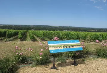 La table panoramique offre une vue dégagée sur la Vallée de Savennières. © J. Gravé