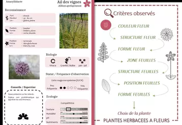 Le guide numérique Garance renseigne près de 250 espèces végétales présentes dans les vignes de Nouvelle-Aquitaine. © L. Boechat-Cazenave