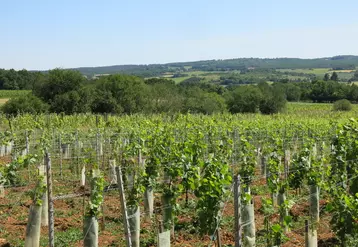 Le vignoble de Saint-Sornin est exposé sud, sur des coteaux argilocalcaires.  © C. Gerbod
