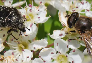 L'objectif de Spipoll n'est pas d'inventorier les insectes mais bien de comprendre leur rôle dans la pollinisation. Pour cela, il est demandé à chaque membre de photographier tout ce qu'ils observent.  © Prisca