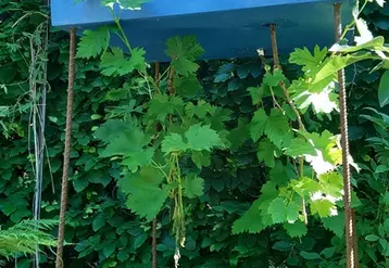 Dans le jardin Régénération créé par Catherine Baas au festival des jardins de Chaumont-sur-Loire, la vigne plantée la tête à l'envers pousse vers le haut. Une façon de montrer sa résilience. © M.-N. Charles