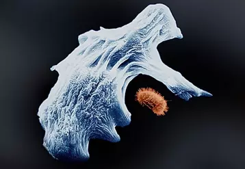 Les amibes sont des micro-organismes unicellulaires. L'une d'elle, Willaertia magna, pourrait bientôt devenir une substance active de lutte contre le mildiou, aux vues de résultats au champ prometteurs. © Amoéba