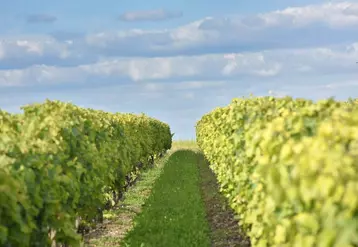 Des garanties légales et conventionnelles protègent l'acquéreur lors de la cession de parts d'une société d'exploitation viticole.  © P. Cronenberger
