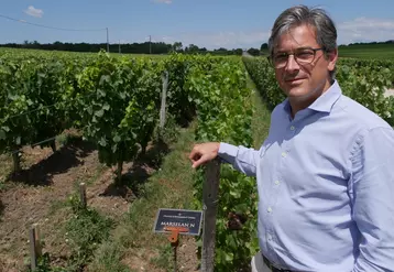 Arnaud Delaherche, responsable R&D des vignobles Magrez, est en charge de la collection de cépages de La Tour Carnet. Il espère identifier les mieux adaptés au climat de demain. © X. Delbecque