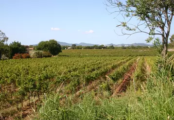 Domaine familial de 70 hectares de vignes, le Château des Bormettes a choisi de confier l'intégralité de son développement export à une agence spécialisée.   © C. Gerbod