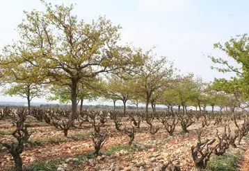 Les méthodes agroécologiques seront au cœur de la mise en place des itinéraires de culture de la vigne sans produits de synthèse, ni cuivre, ni soufre. © C. Dupraz/Inra Montpellier