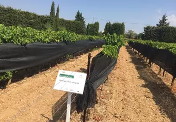 L'utilisation de filets d'ombrage pourrait être un levier à moyen terme pour s'adapter à la hausse des températures et le changement du profil des vins. © CA 84