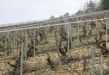À Beine, dans le vignoble de Chablis le dispositif de lutte collective contre le gel par l'aspersion cumule 42 ans d'existence. Il concerne 30 vignerons et protège 100 hectares.  © C. Gerbod