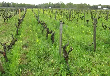 L'enherbement est un des leviers pour favoriser le stockage du carbone en viticulture.  © C. Gerbod