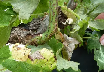 L'excoriose, due au champignon Diaporthe ampelina, se traduit par des nécroses brunâtres. © IFV Occitanie